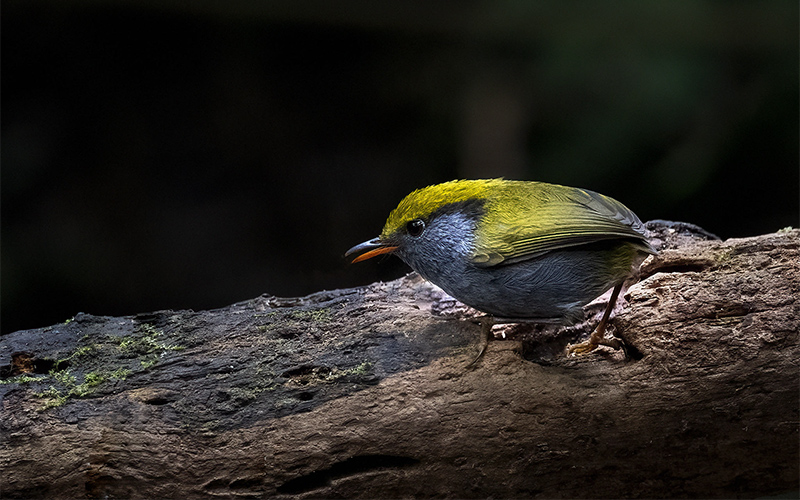 Slaty-bellied Tesia (Tesia olivea) at Phia Oac-Phia Den Bird Hides - Northern Vietnam. Photo by: Bui Duc Tien - Vietnam Bird Photography Tours - Vietbirdphototours.com